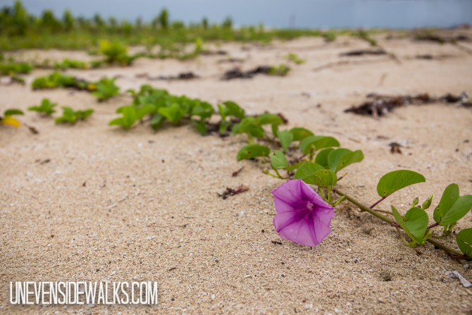 Flower on the Beach Sand